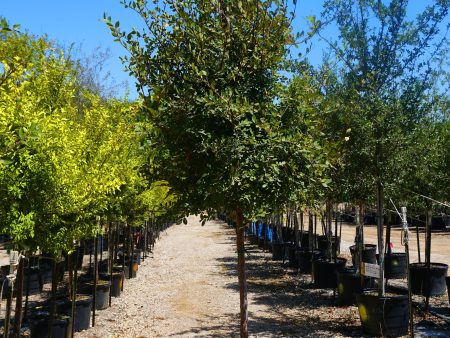 Cedar Elm - Ulmus Crassifolia Sale