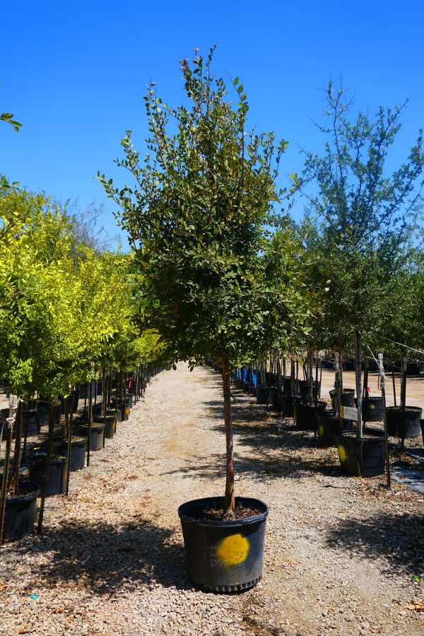 Cedar Elm - Ulmus Crassifolia Sale