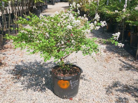 Acoma Crape Myrtle, White - Lagerstroemia Indica x Fauriei   Acoma  Online Sale