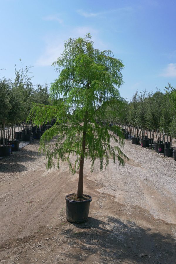 Bald Cypress - Taxodium Distichum on Sale