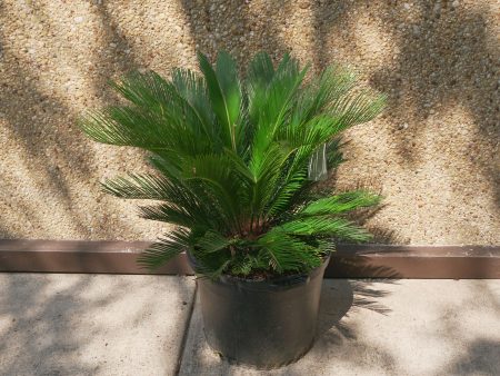 Sago Palm - Cycas Revoluta For Discount