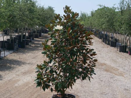 Claudia Wannamaker Magnolia - Magnolia Grandiflora  Claudia Wannamaker  For Cheap