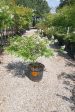 Acoma Crape Myrtle, White - Lagerstroemia Indica x Fauriei   Acoma  For Cheap