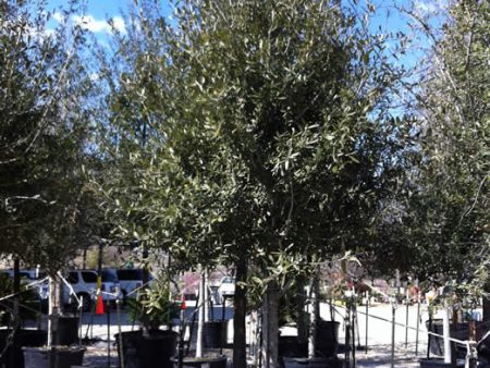 Empire Live Oak - Quercus Virginiana  Empire  Fagaceae Cheap