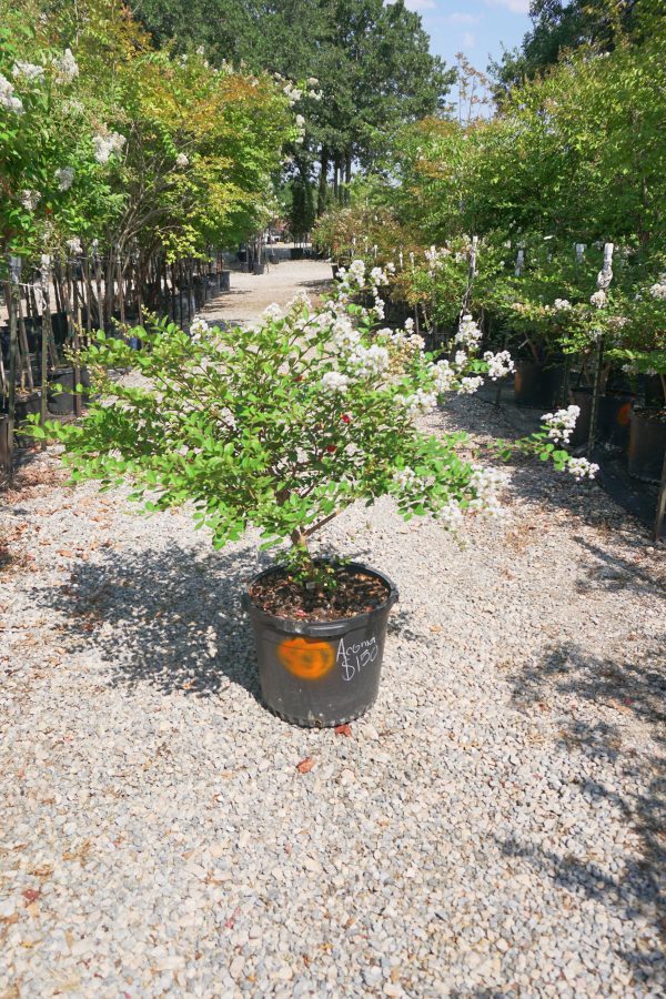 Acoma Crape Myrtle, White - Lagerstroemia Indica x Fauriei   Acoma  Supply